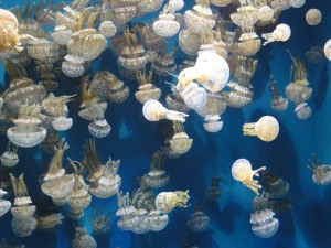 jellyfish smaller